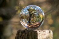 Como fazer consultoria ambiental: árvore vista a partir do reflexo em uma boa de vidro, colocado sobre um pedaço de madeira